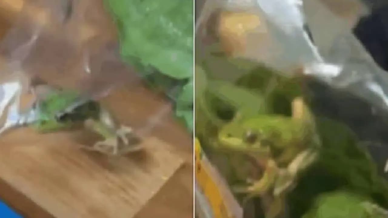 Live Frog Hidden In Supermarket Lettuce Stuns Australian Farmer 