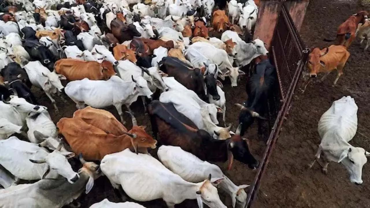 Calcutta High Court upholds ban on cattle slaughter