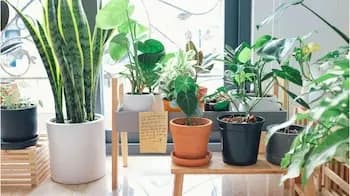 Indoor plants 