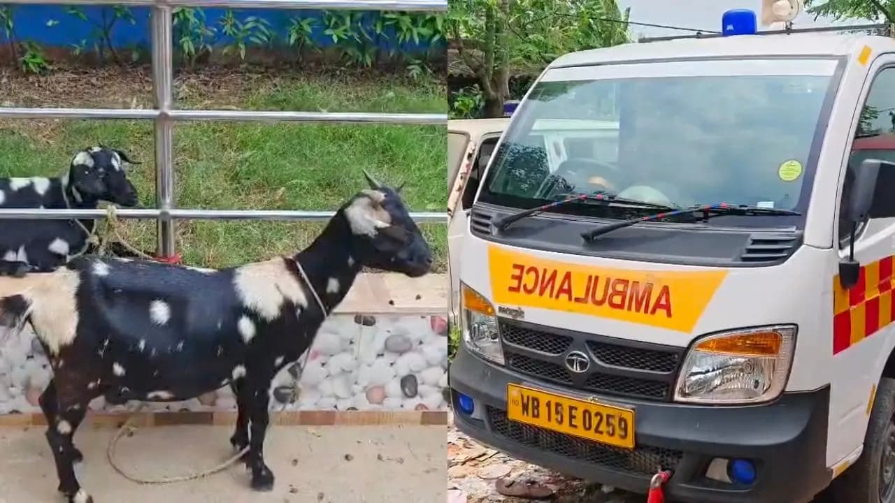 Goat Stolen Using Ambulance