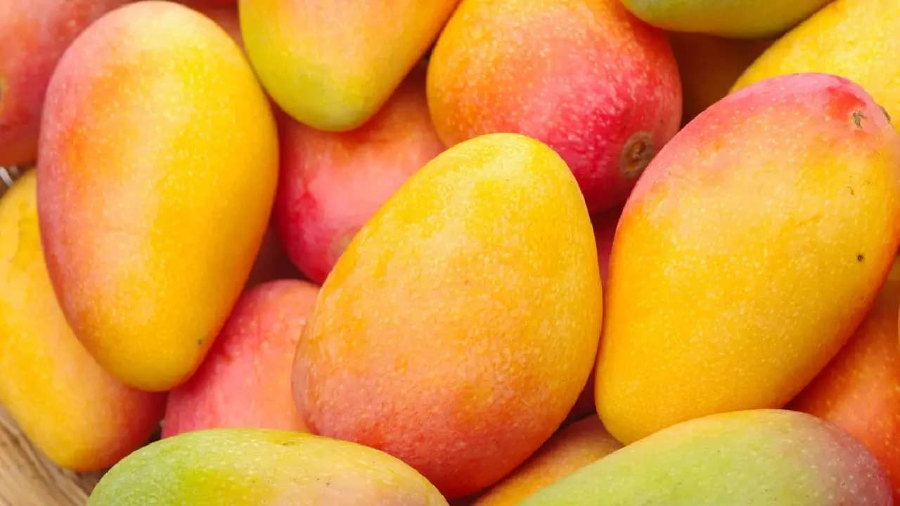 Big blow to Indian exporters as Japan bans Indian mango imports after 20 years