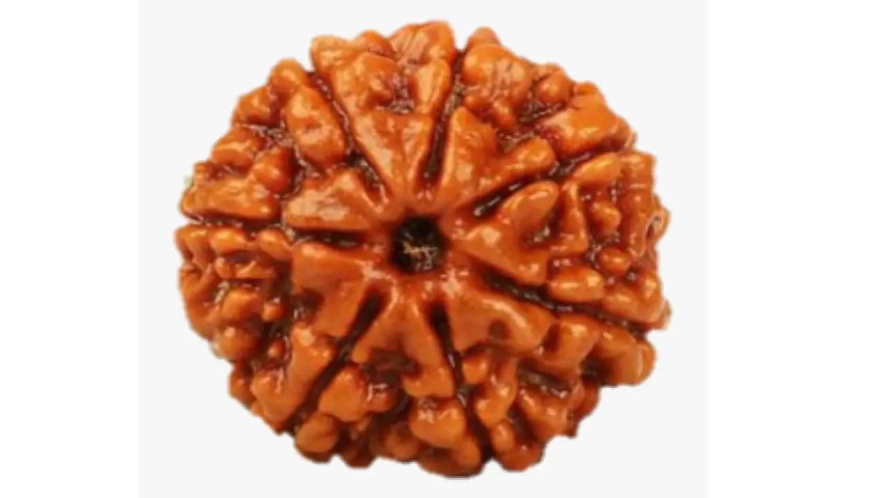 Rudraksha