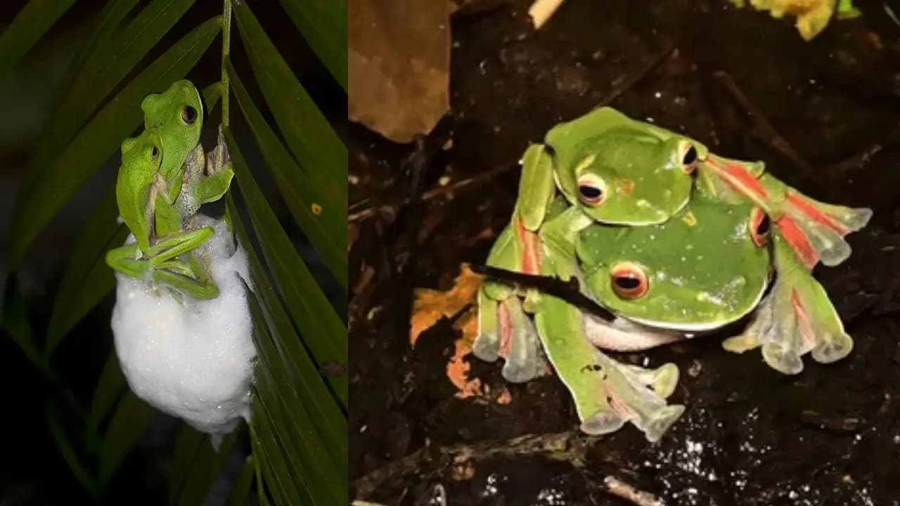 Malabar frog