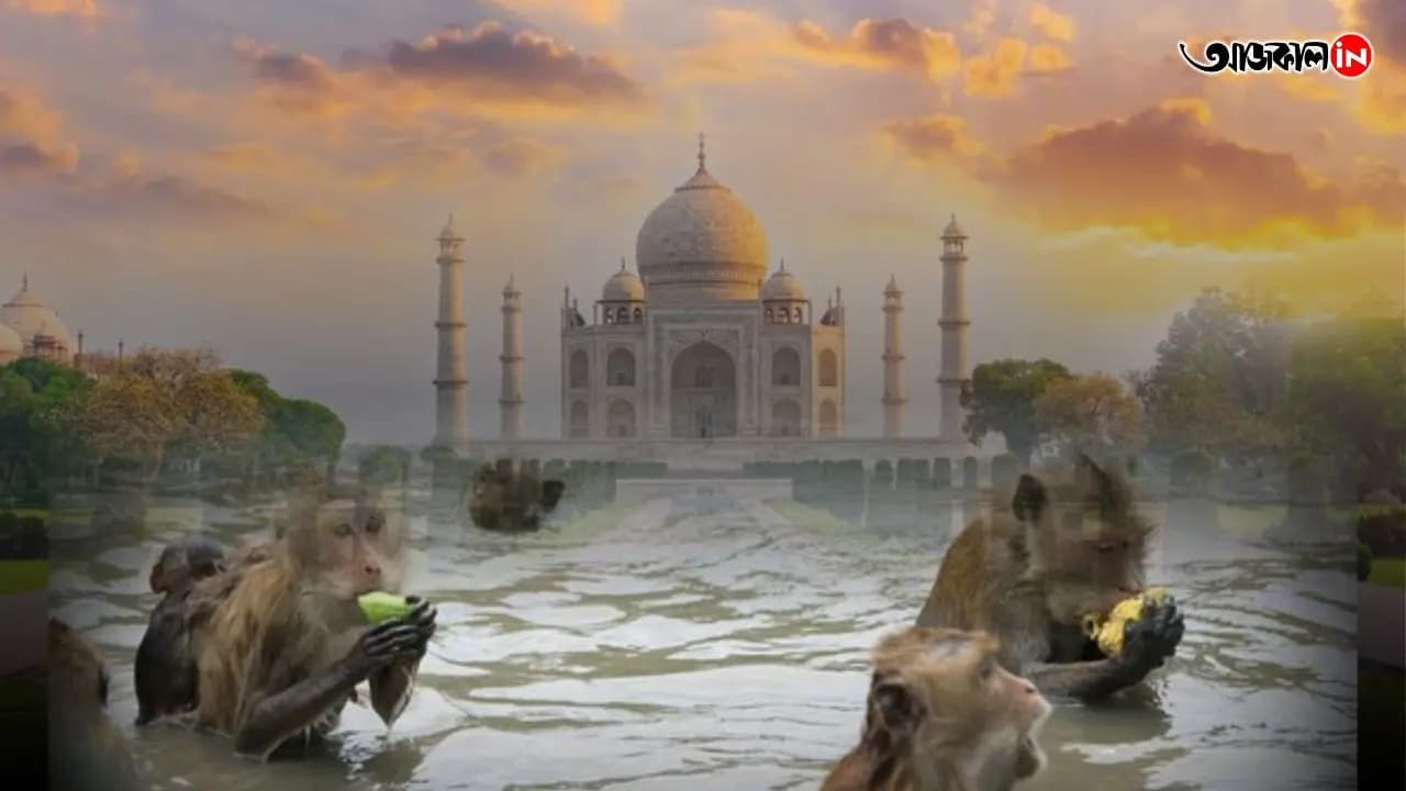 Shocking Viral Video: Group Of Monkeys Spotted Swimming And Having Fun Inside Taj Mahal s Water Tank