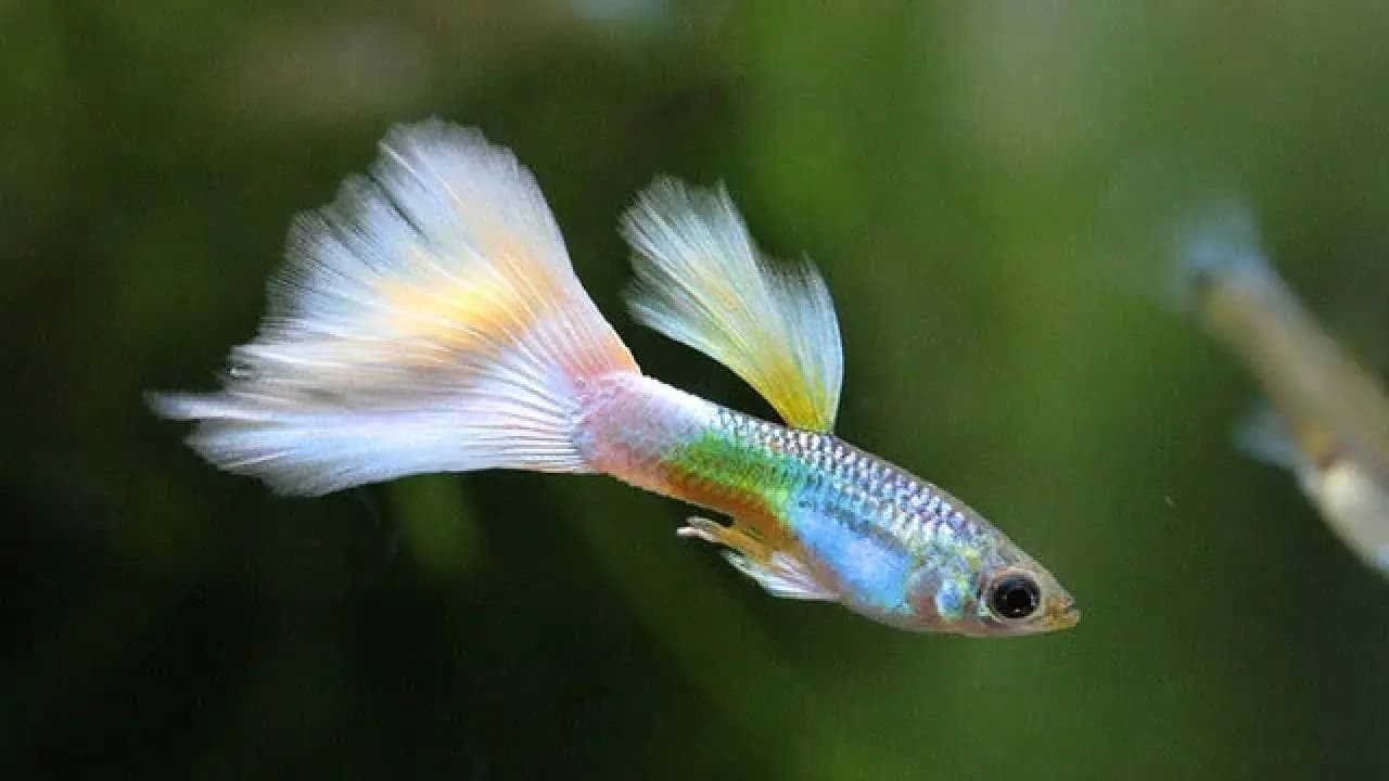 Guppies brain growth stalls without the company of live fish