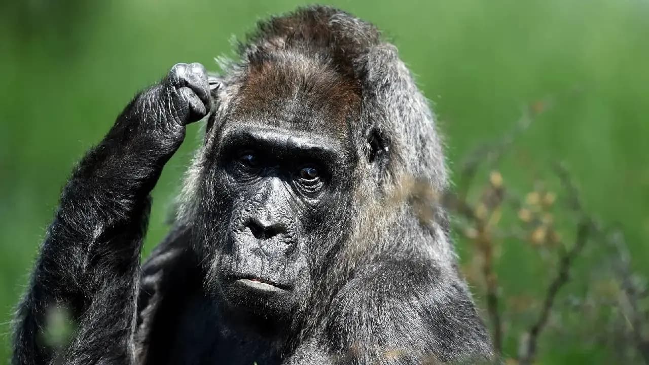 Viral News: Gorilla Kiyomasa Brooding Solo After Marital Dispute Becomes The Internet's Ultimate Relatable Icon