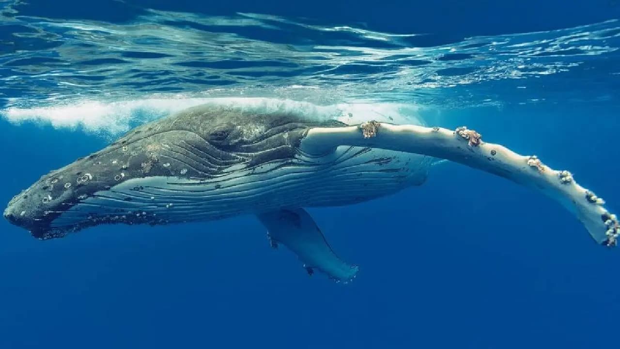 Viral News: How Diver Michael Packard Survived 30 Seconds Inside The Mouth Of A Giant Humpback Whale
