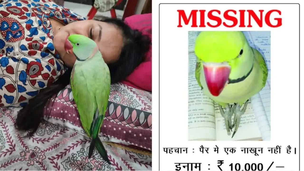 woman offers ten thousand reward for her missing pet