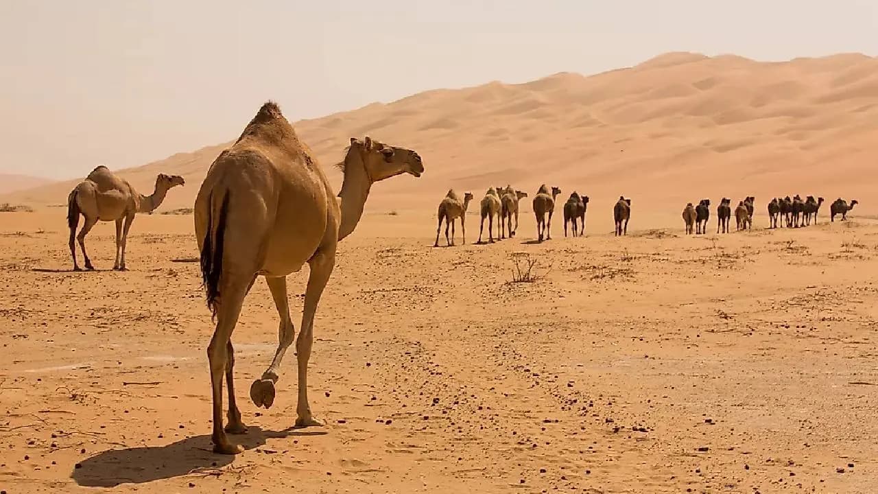 Camels Are Fed Salt In Desert: Check The Science Behind An Ancient Survival Trick