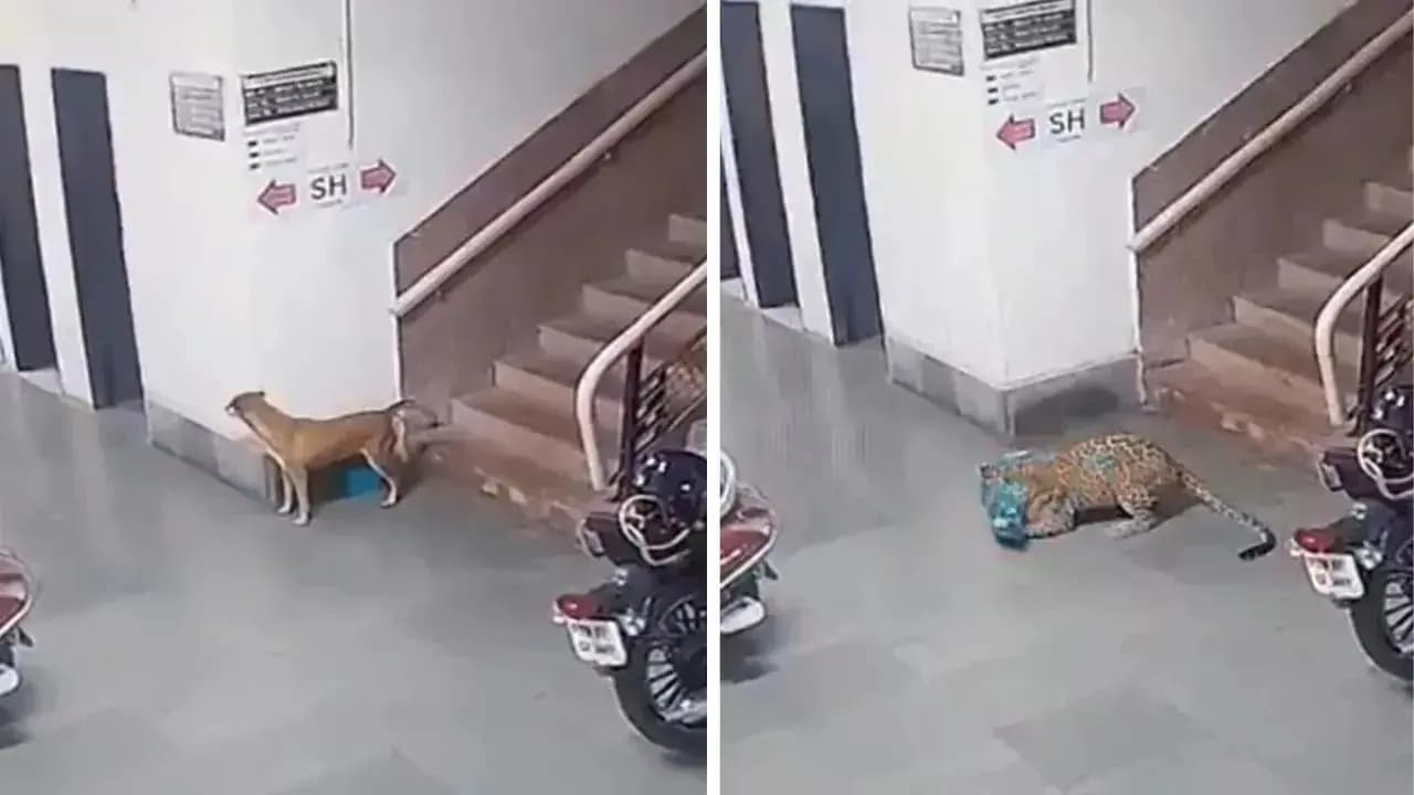 Leopard enters IIT Bombay campus: Leopard kills stray dog after entering campus video goes viral on social media 