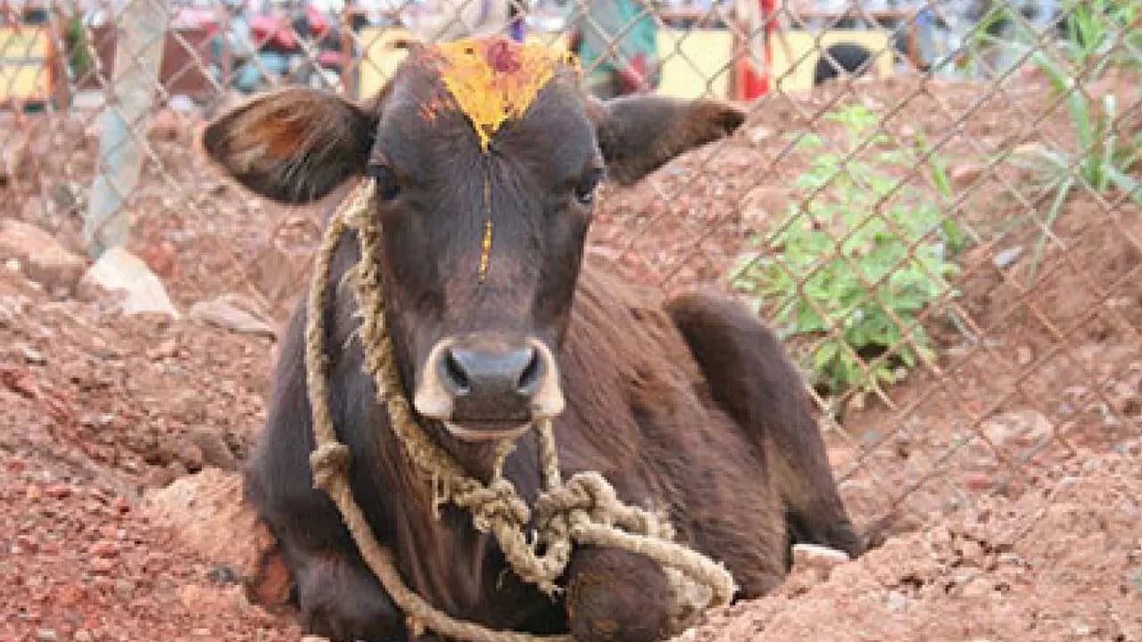 new research on cow urine on health industry out now