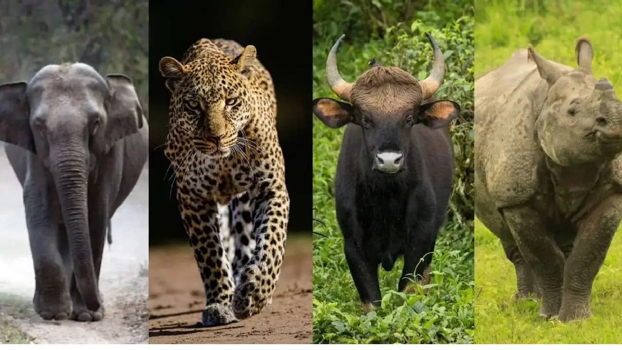 সোজা দাঁড়িয়ে আকাশ দেখলেই অবশ হয়ে যায় এই প্রাণী!