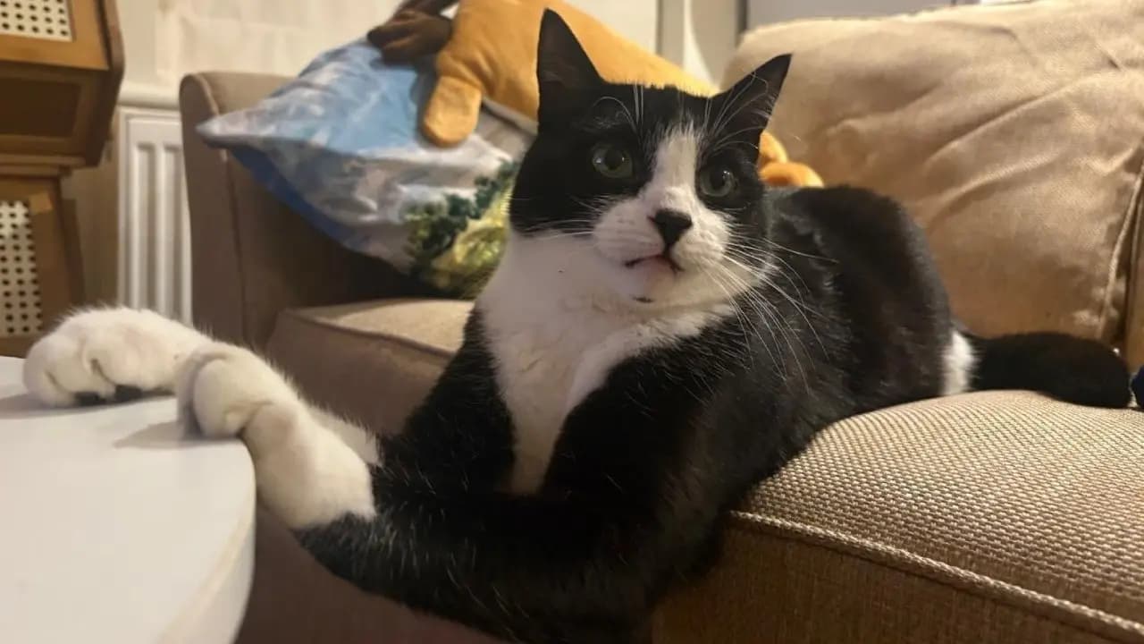 Billy the Psychic Cat: Viral Ireland Cat Correctly Predicts Football World Cup Match Winners