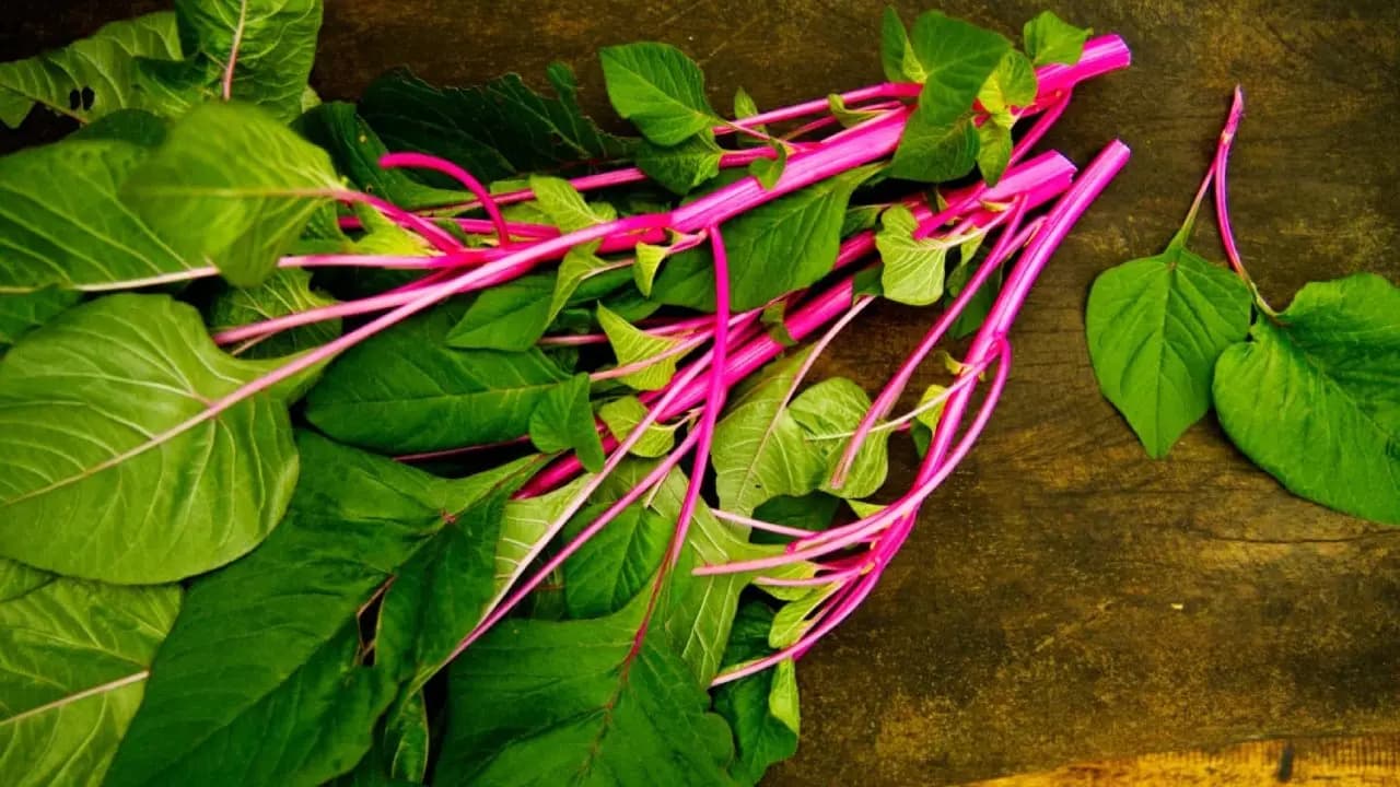 Amaranth Leaves Benefits