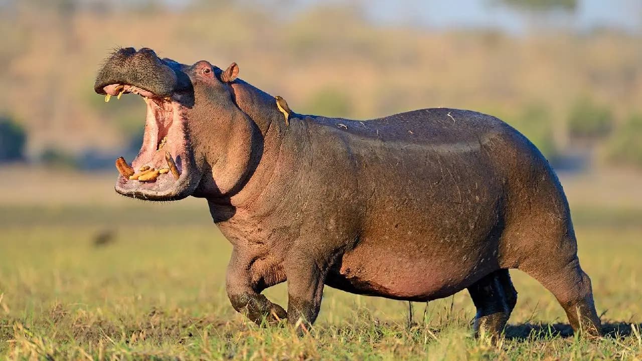 Viral News: The Spine Chilling True Story Of A Ugandan Toddler Who Was Swallowed Alive By A Hippo And Survived