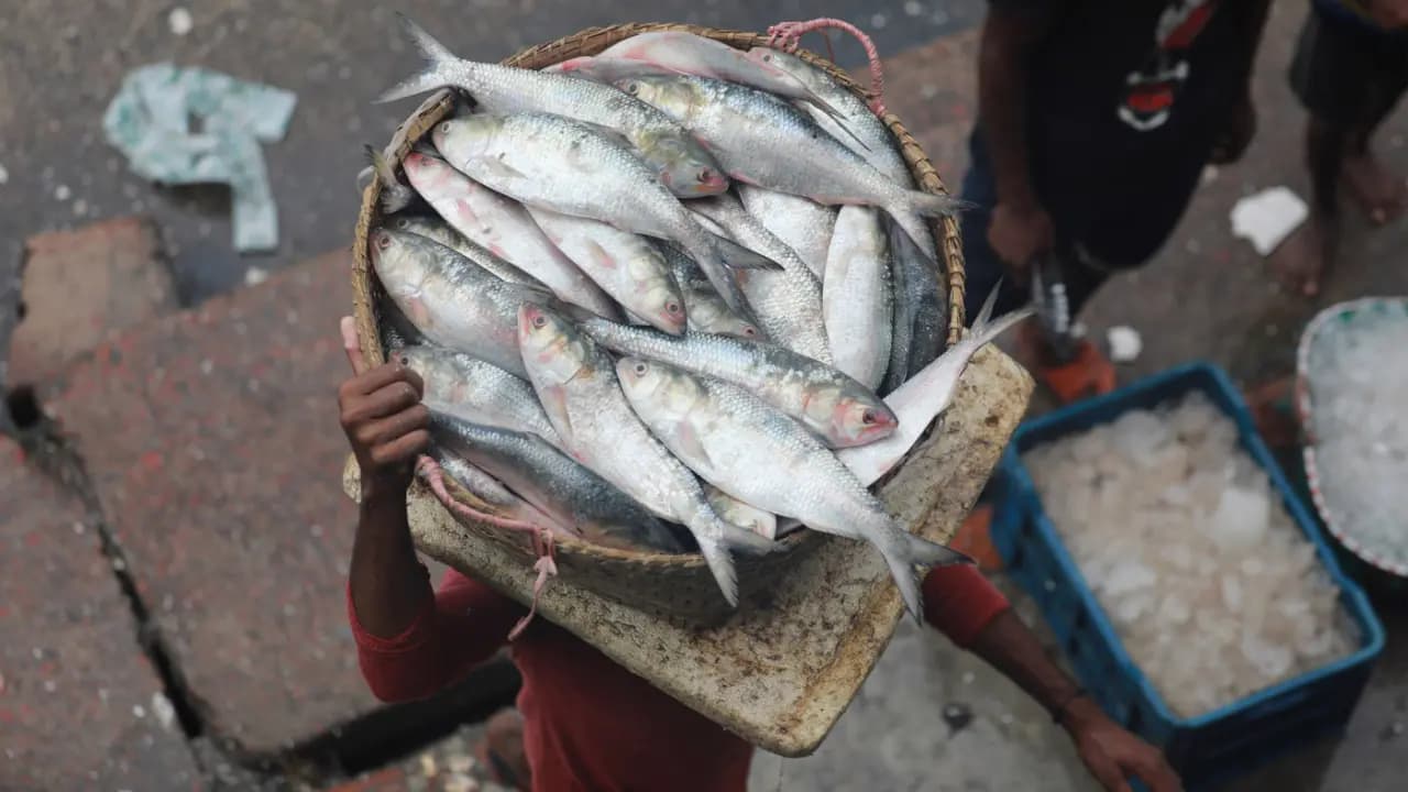 HILSA