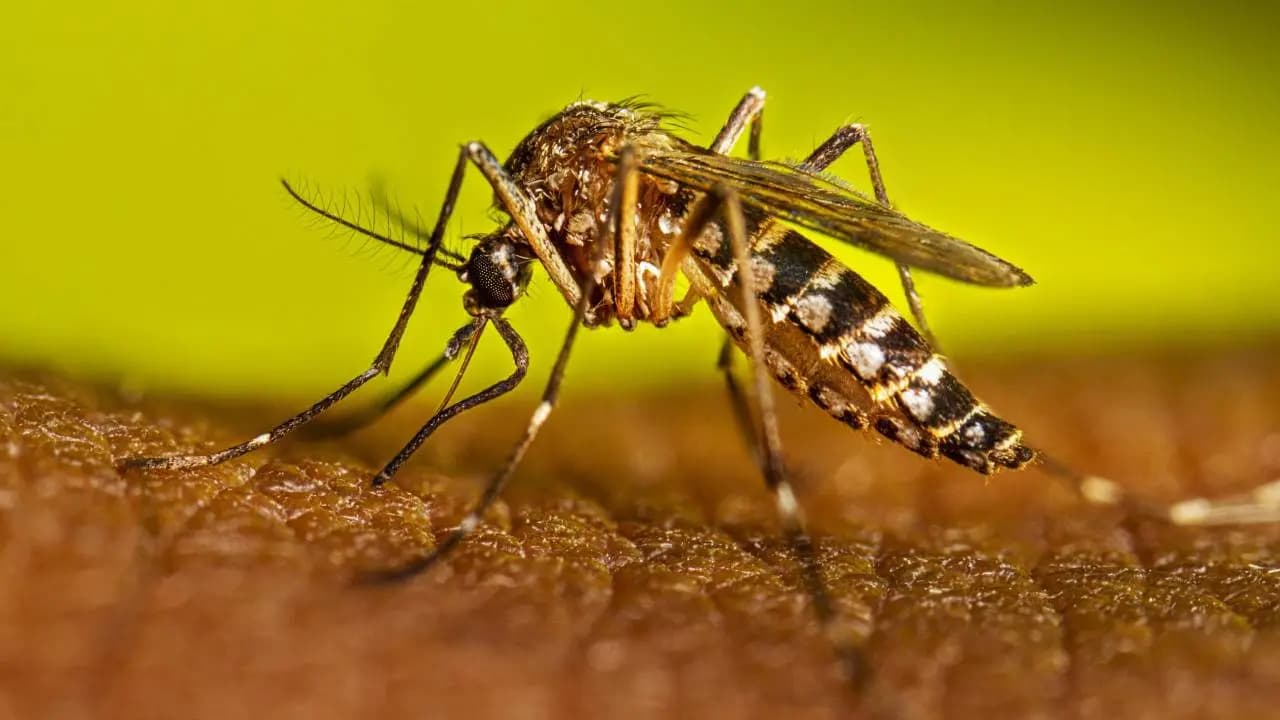 The Hidden Trick That Lets Mosquitoes Carry Deadly Viruses Without Falling Sick