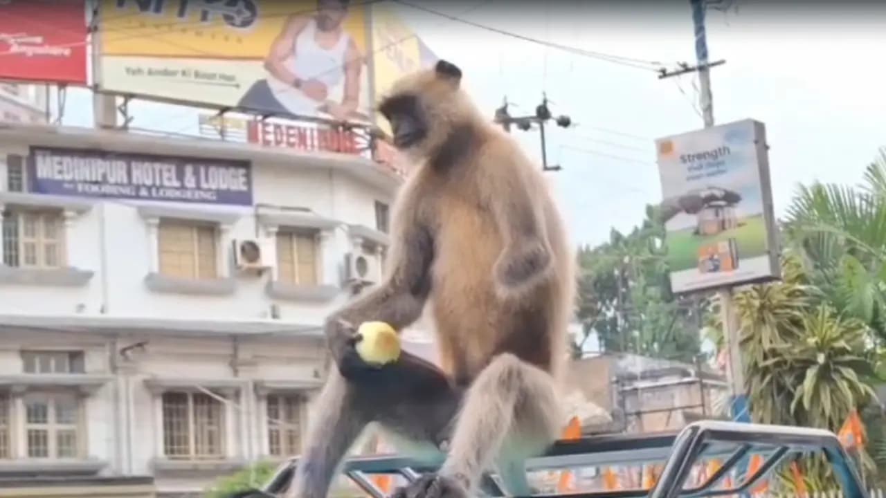 Monkey s toto ride created quite a spectacle in Midnapore