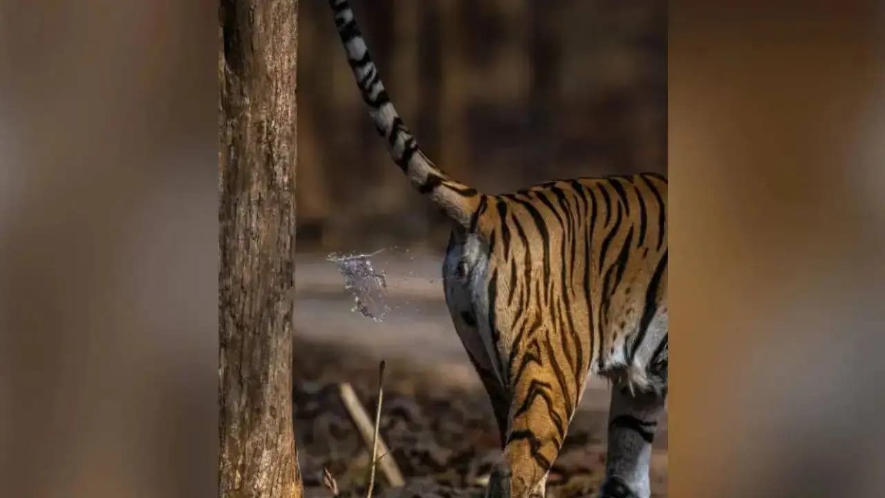Viral News: Internet Divides Over Privacy After Wildlife Photographer Captures Rare Moment of Tigress Scent Marking in Pench