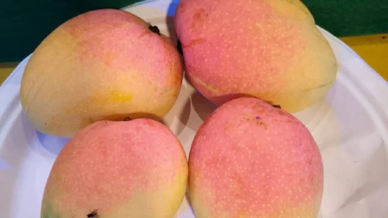 Malda Mangoes 