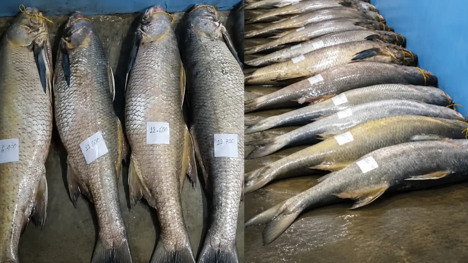 Hilsa Season Over five quintals of Sele fish were caught in the nets of fishermen at Diamond Harbour during the Hilsa season