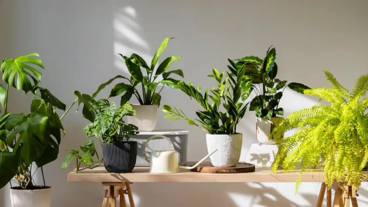 Home decor: these 5 plants can grow in small pots and are appropriate for interiors