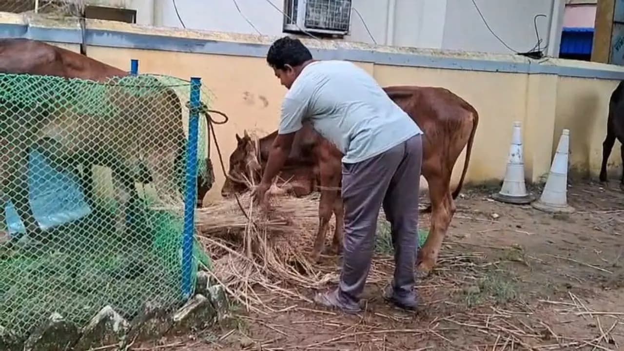 WB Cattle Smuggling: Beyond merely handling law and order After curbing cattle smuggling West Bengal police has to play additional roles 