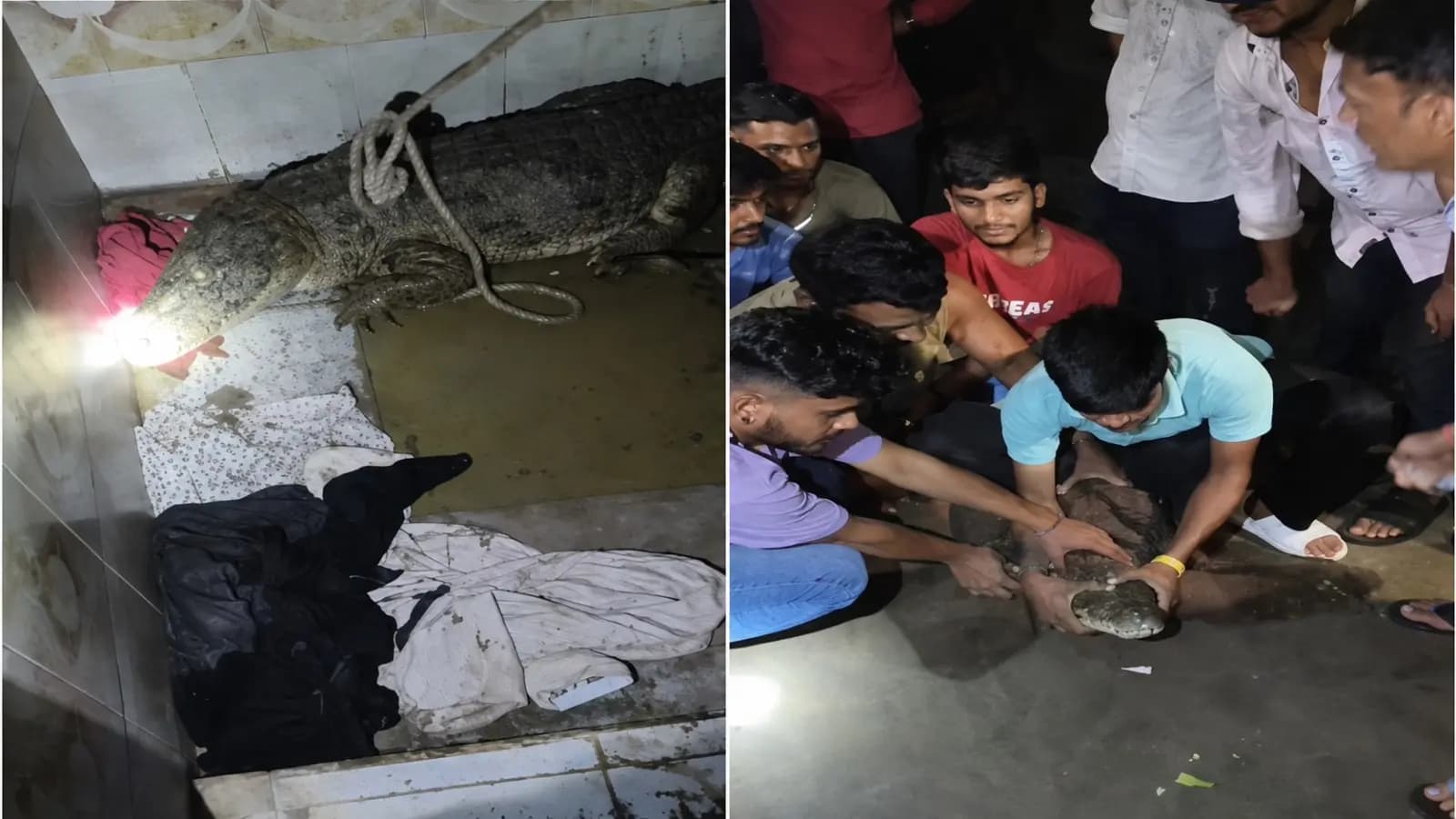crocodile found inside bathroom viral video