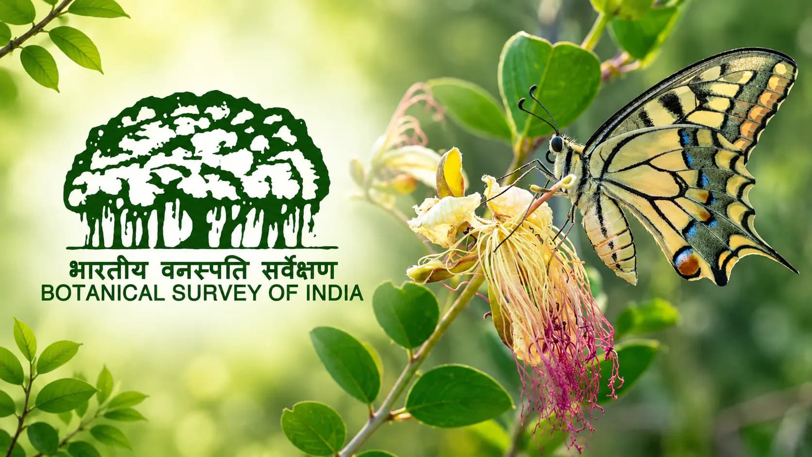 India Completes 1st Catalogue Of Butterflies, Moths, Documents 13,703 Species 