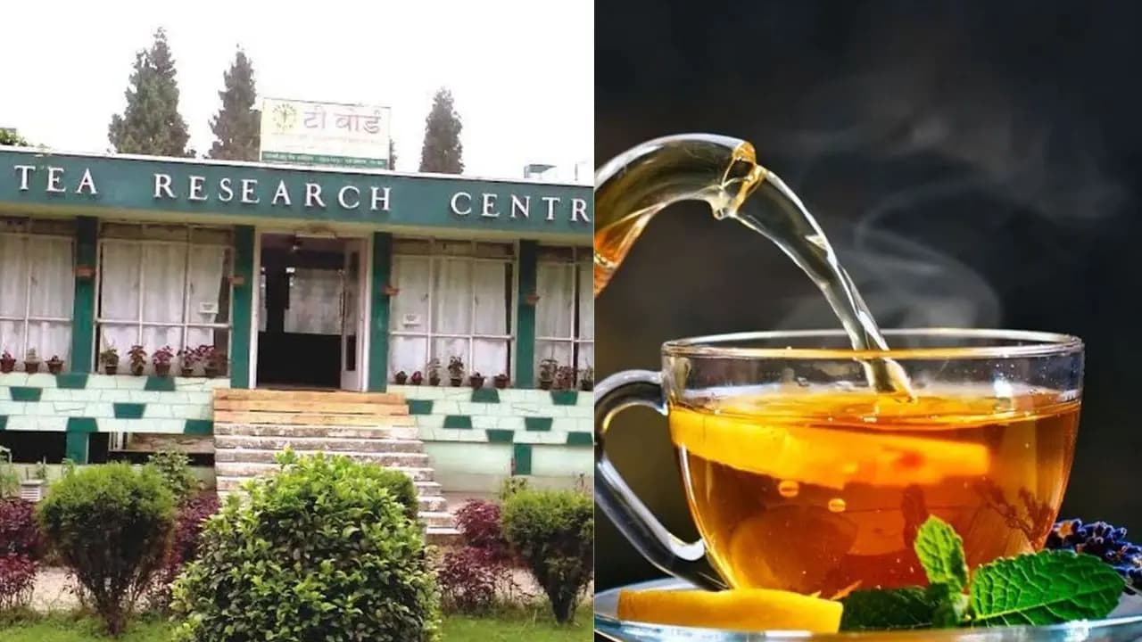 Course on Tea: Darjeeling Tea Research and Development Centre introduces Course on Essentials of Tea Sommelier