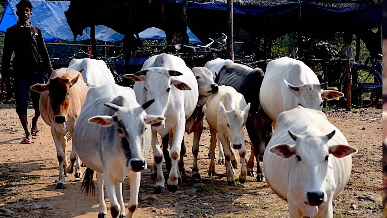True Muslim wont slaughter cow Rampur SPে remark sparks row clarification follows