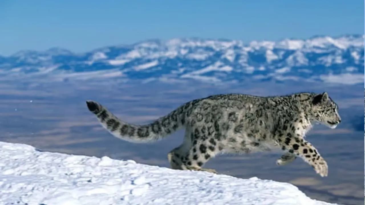 India's first snow leopard safari in ladakh: know all details about this adventure