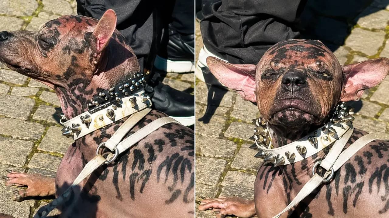 Turning a human into a dog for 220 crore rupees International uproar over a viral Japanese man Watch the video here.