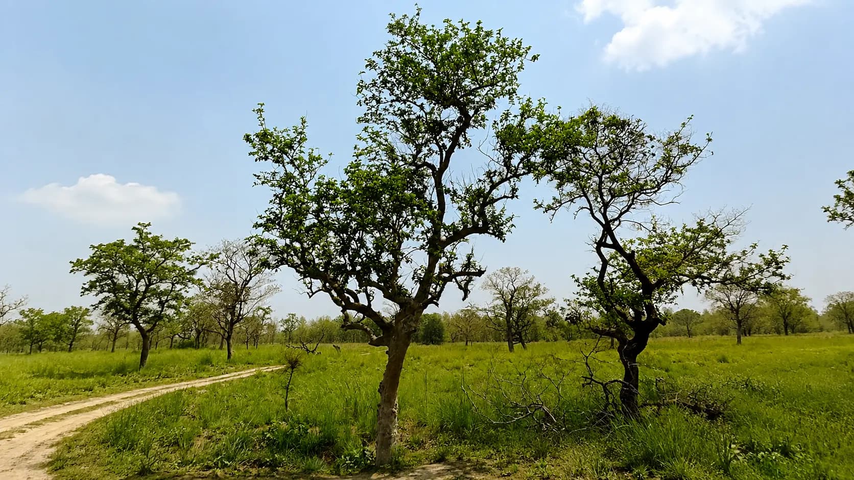 The Mystery of Katarniaghat s Tickling Tree: The Untold Story of Katarniaghat s Viral Tree