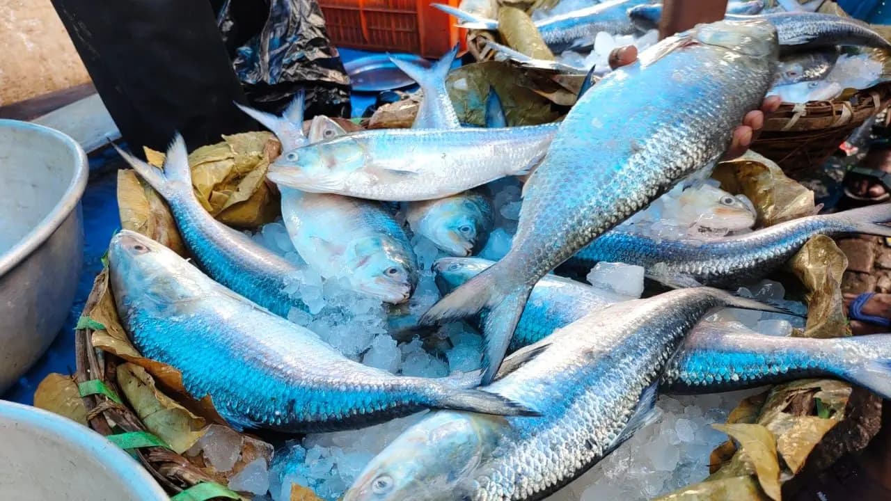 Hilsa in Digha: First Hilsa of the season in Digha Nearly 25 tons caught in two days