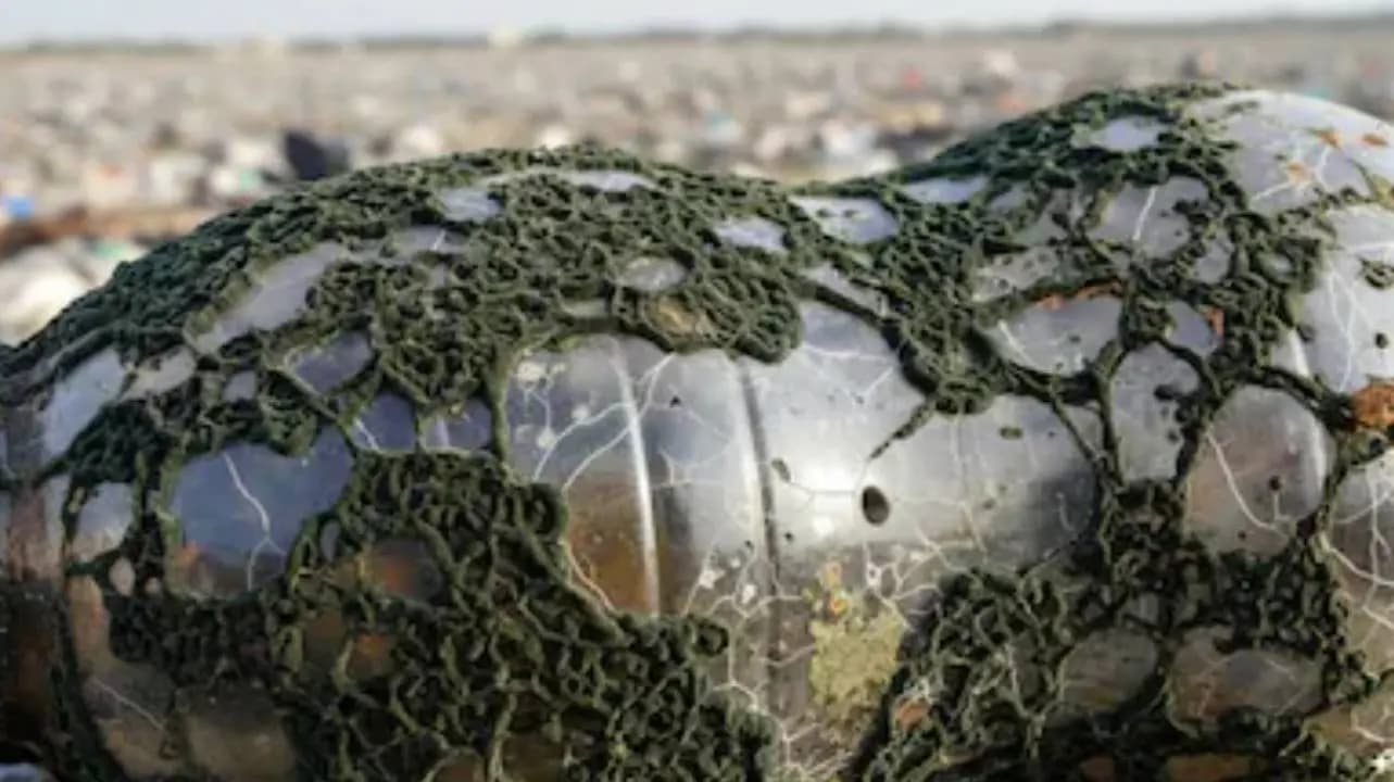 Scientists Found A Fungus In A Pakistan Landfill That Can Break Down One Of The Worlds Toughest Plastics