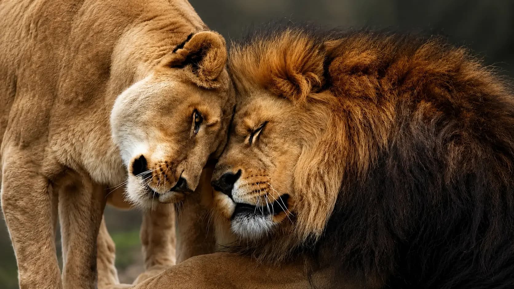 Great News on World Lion Day: Asiatic Lion Population Grows in India