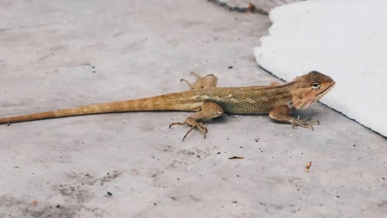 House Lizards in Rooms: Why Lizards Keep Coming home Causes how to get rid of Them