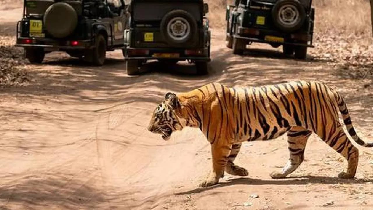 ​Tiger Population Rises in MP But Human-Wildlife Conflicts and Tiger Deaths Surge