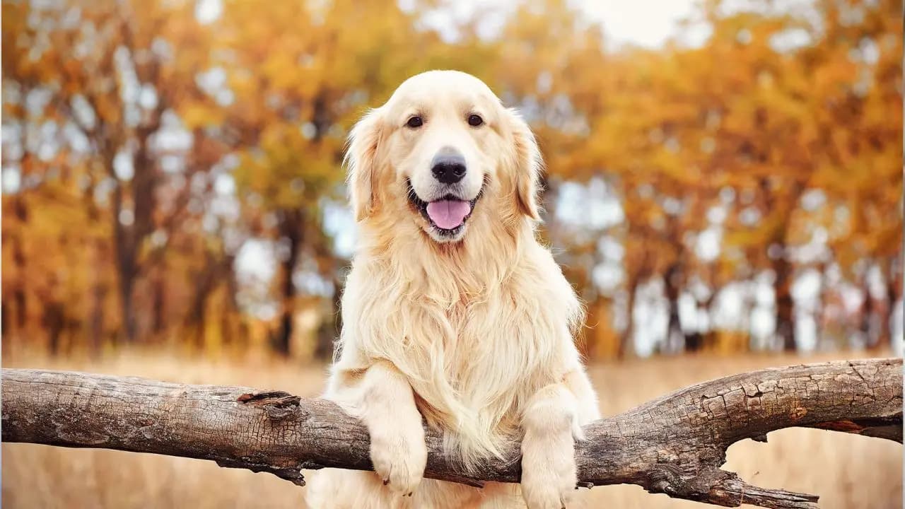Dogs can sense anger and sadness just by looking at human faces! machine learning research reveals