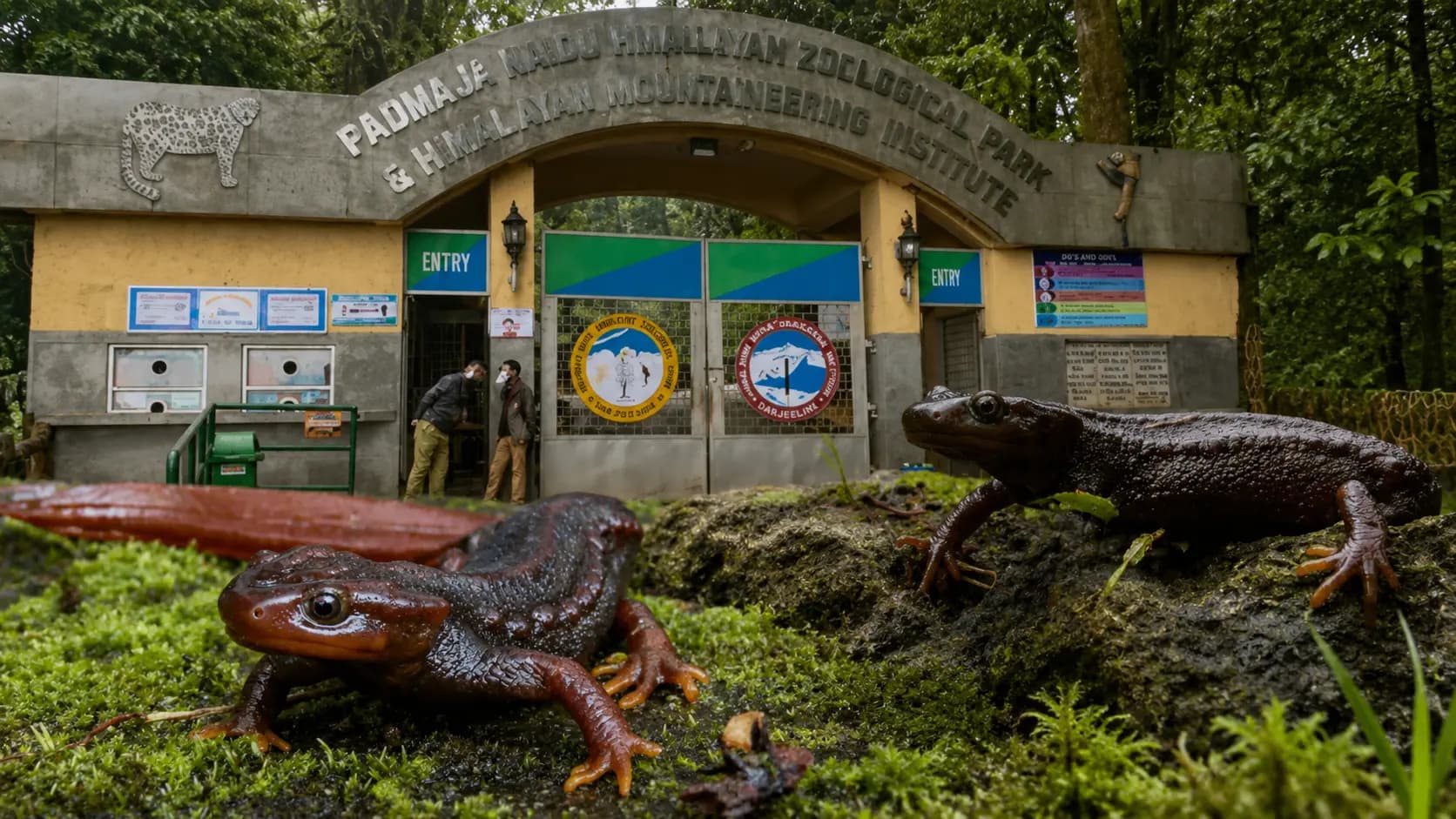 Darjeeling Zoo Initiative: Darjeeling Zoo is desperate to regain its title of best of the best accelerating efforts to save the endangered Himalayan Salamander