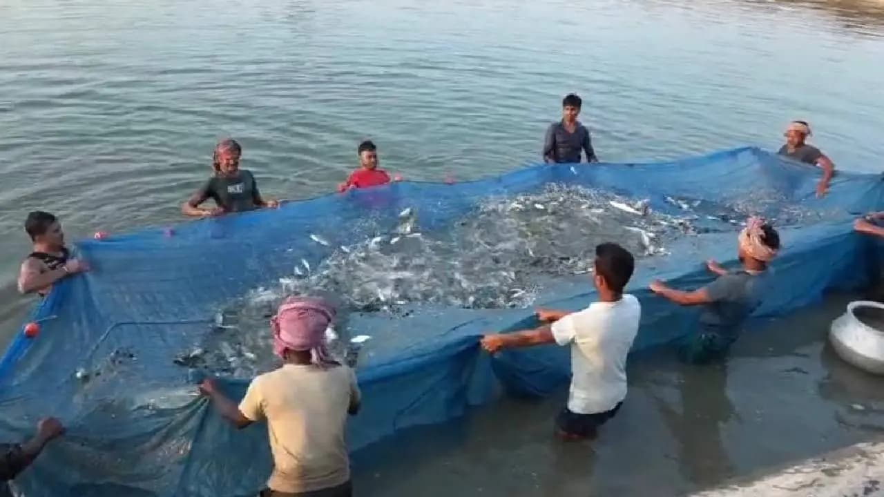 Hilsa Fish Farming: Bengali’s Favourite Hilsa Being Reared in a Pond in Barrackpore 