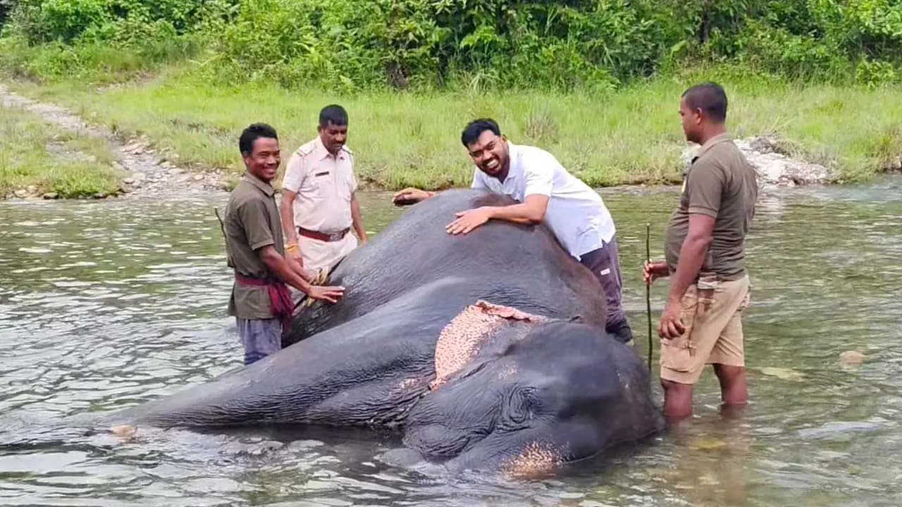 National Elephant Day: Bengal Forest Minister Manoj Oraon is bathing elephants a surprising scene in Jaldapara what happened all of a sudden