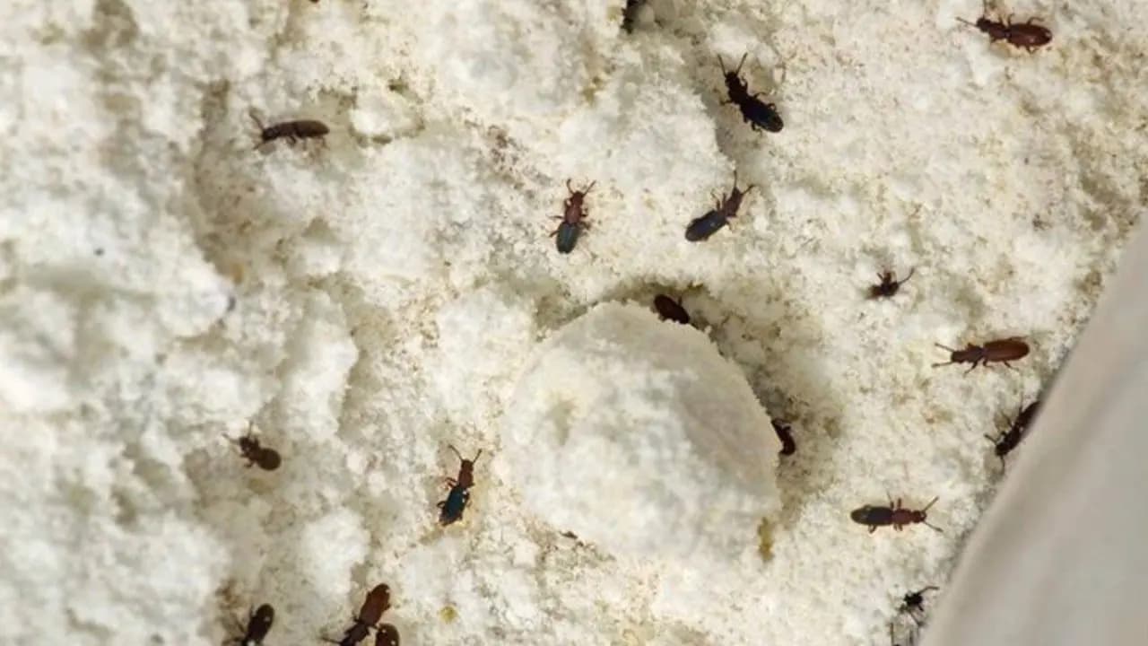 Wheat Flour Storage: How to Prevent Weevils and Keep Atta Fresh at Home