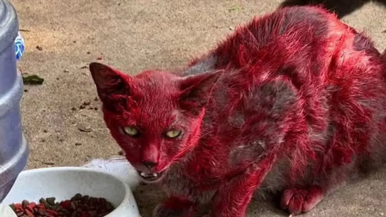 Viral News: Bright Red Cat Sighted in Texas Sparks Panic and Viral Outrage Online
