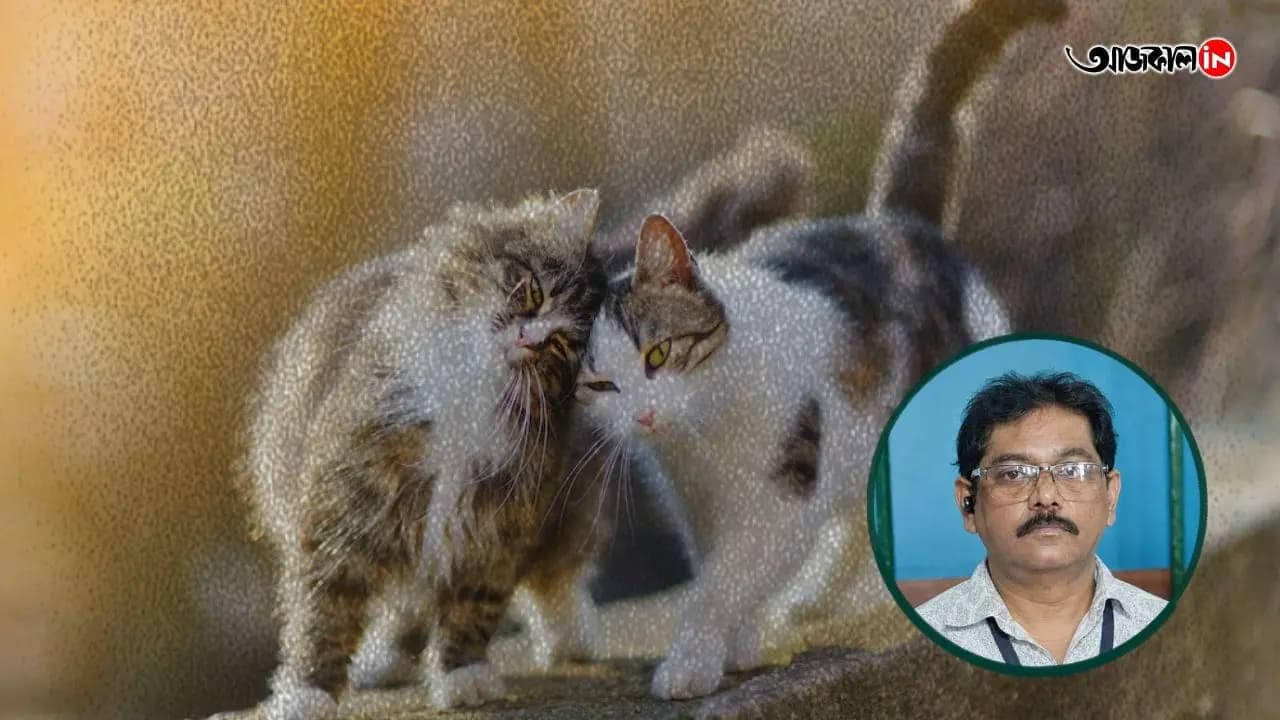 Sunday Special Feature Story Pets Mental Health 