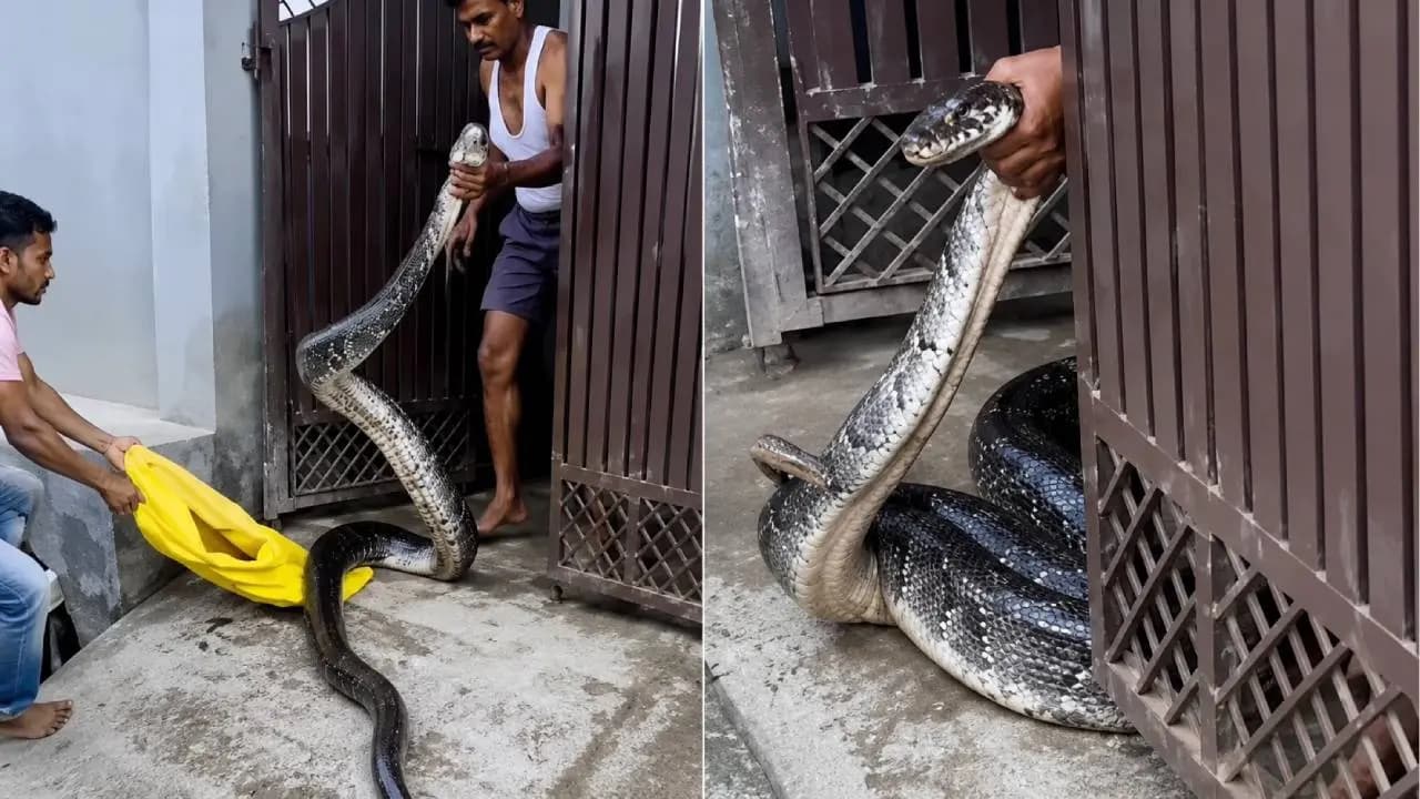 A massive python at the doorway grabbing its tail with bare hands and pulling here is the video of what happened next