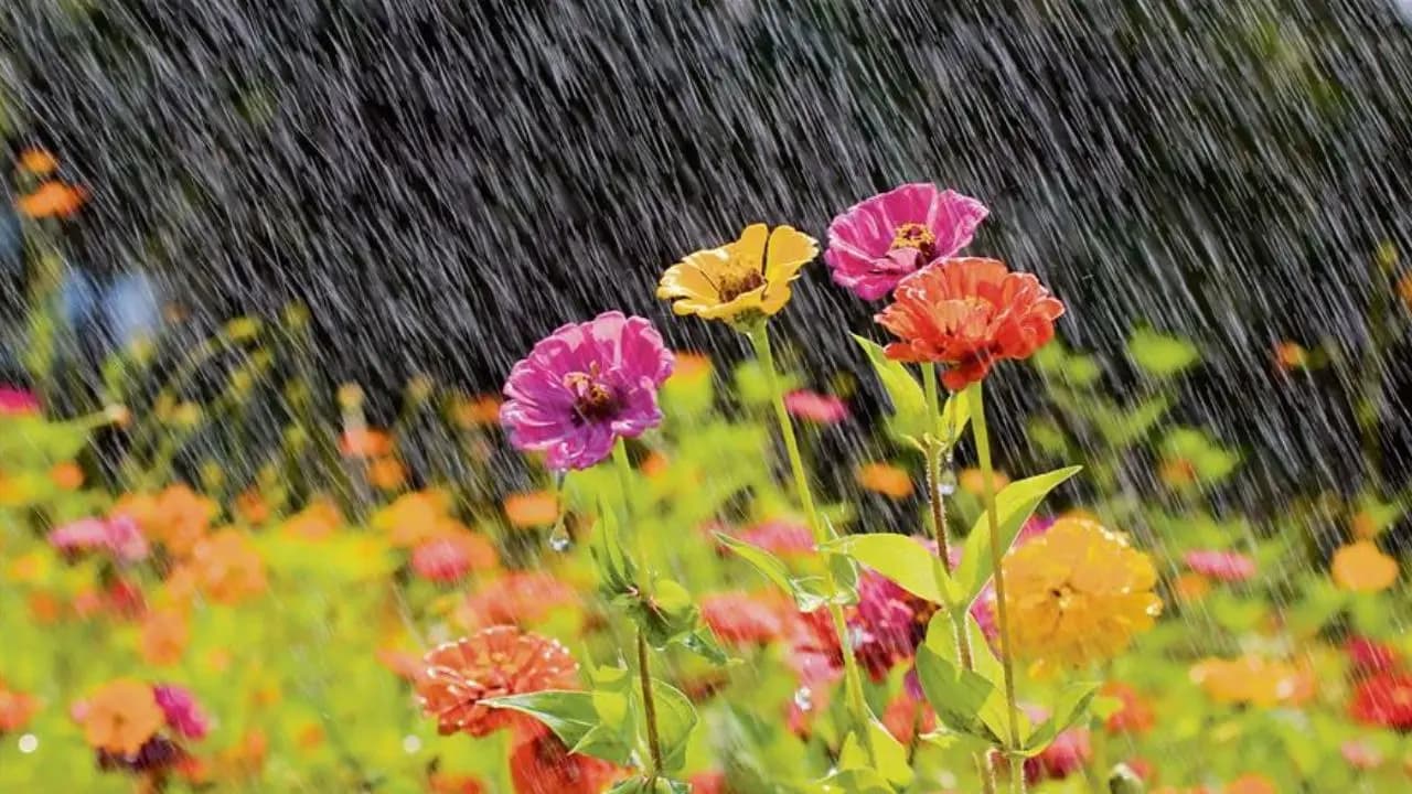 Monsoon Gardening tips: how to take care of plants during rainy season