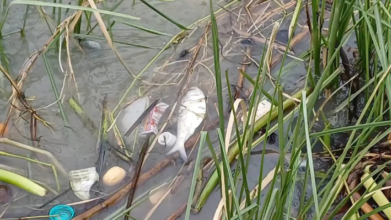 Thousands of Dead Hilsa Found Floating in Hooghly River During Monsoon