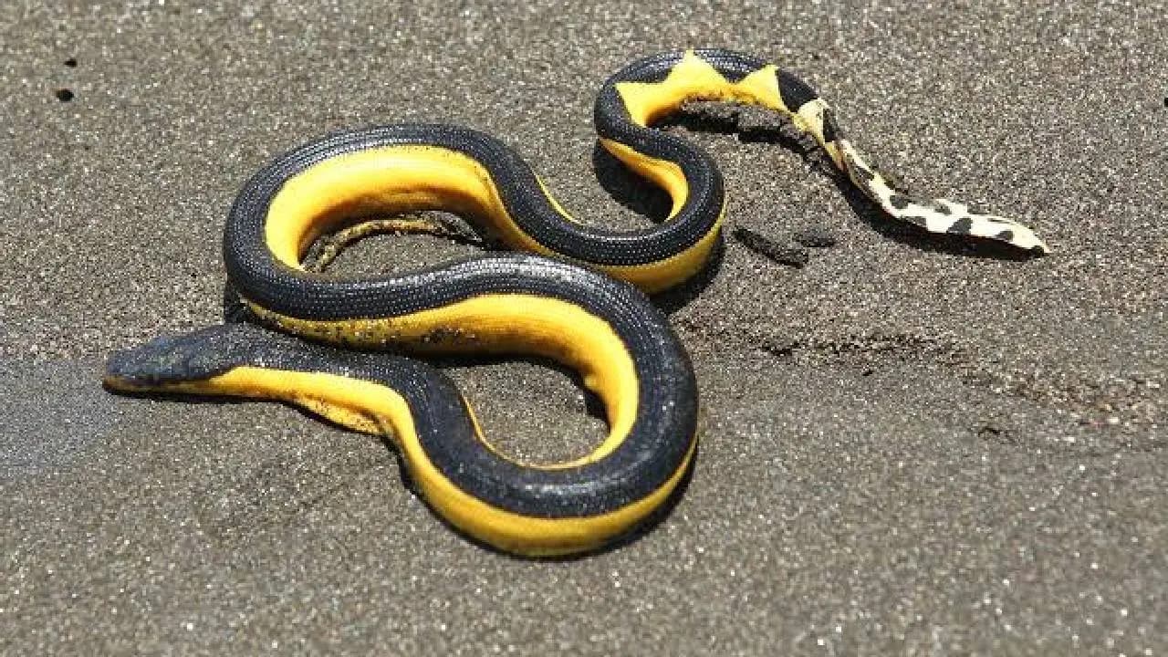Same Name Different Species Of Snake: Bengali Researcher Anweshan Patra Unlocks Genetic Secrets of Venomous Sea Snakes 